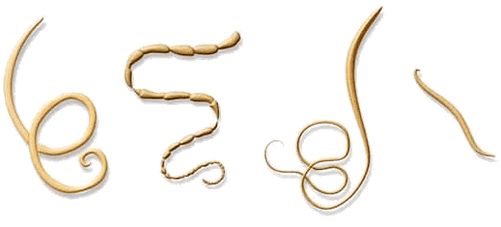 Το NEOflorax βοηθά κατά όλων των γνωστών ελμινθών